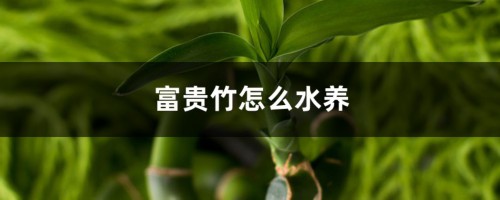 富贵竹怎么水养，富贵竹水养技巧