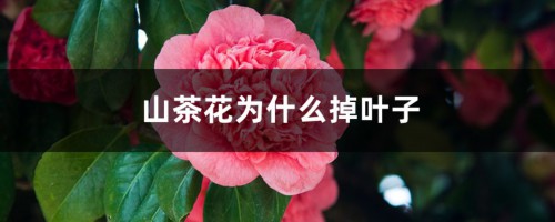 山茶花为什么掉叶子