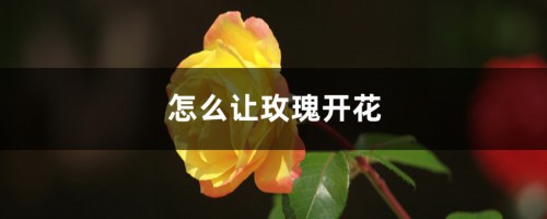 怎么让玫瑰开花