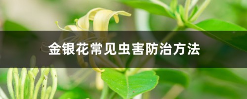 金银花常见虫害防治方法