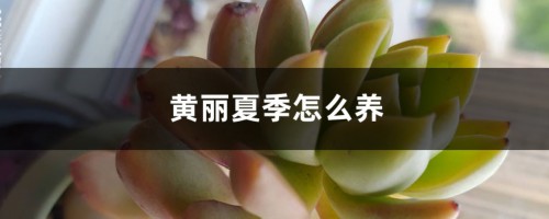 黄丽夏季怎么养