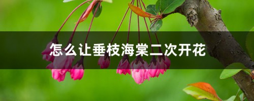 怎么让垂枝海棠二次开花