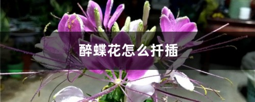 醉蝶花怎么扦插