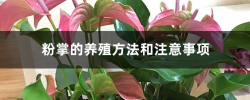 粉掌的养殖方法和注意事项